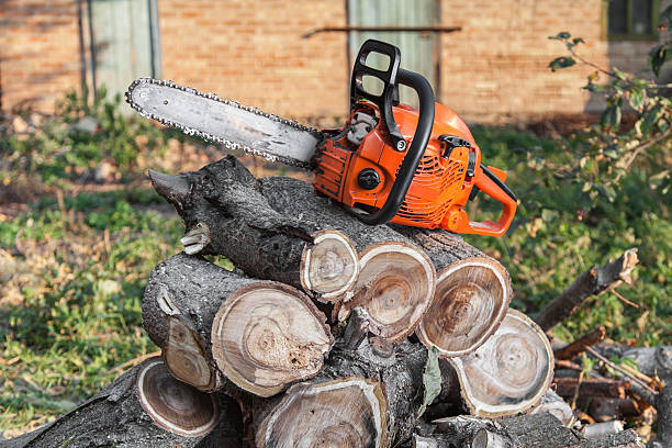 Trusted Seneca, SC Tree Service Experts